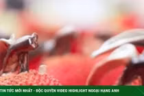 Đắt ngang một chiếc xe Mercedes gần 2 tỷ đồng, quả vải gia lục có gì đặc biệt?