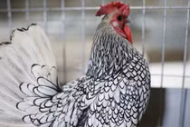 Lạ: Nuôi gà “lai” cá, chi phí ít mà thu về bạc triệu