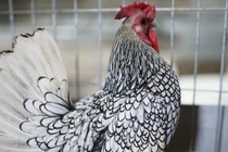 Lạ: Nuôi gà “lai” cá, chi phí ít mà thu về bạc triệu