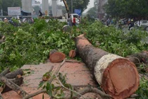 Hà Nội di chuyển 123 cây xanh trên con đường “đẹp nhất Việt Nam“