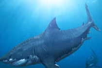 Sự thật về loài cá mập khổng lồ thống trị biển sâu hơn 20 triệu năm