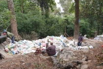 Hàng chục cây Xích Tùng cổ ở Yên Tử sắp bị “đắp” bê tông