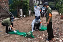 Hà Nội lập gần 600 đội bắt chó thả rông