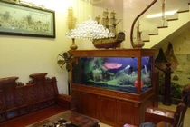 Bể cá đặt ở 5 vị trí này trách sao năm qua hao tài tán lộc