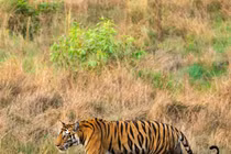 Đợi 8 tiếng để chụp ảnh “trong mơ” về con sư tử đang uống nước 