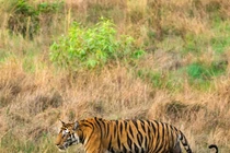 Đợi 8 tiếng để chụp ảnh “trong mơ” về con sư tử đang uống nước 