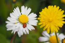 Sau 30 tuổi, đất trời rộng mở, 4 con giáp gặp toàn may mắn, sự nghiệp hanh thông