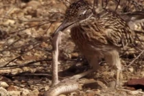 Gà lôi đuôi dài hạ gục rắn chuông sau cuộc chiến kịch tính