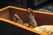 Xác ướp nghìn tuổi chứa 1,2kg phân trong bụng và ăn châu chấu sống trước khi chết