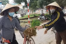 Nhổ lúa non bán như rau, nông dân 'bỏ túi' cả trăm ngàn đồng mỗi ngày