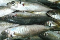 Thống nhất ý kiến chất phenol trong cá nục không nguy hại