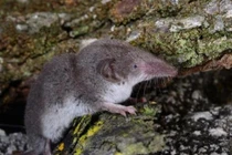 Sự nguy hiểm của loại virus mới được phát hiện ở Trung Quốc