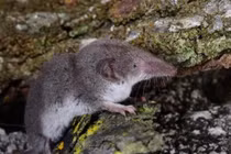 Sự nguy hiểm của loại virus mới được phát hiện ở Trung Quốc