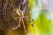 Tơ nhện có thể hỗ trợ điều trị ung thư