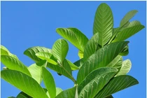 Kinh ngạc lợi ích sức khỏe không ngờ của lá ổi