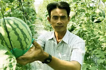 Vườn dưa hấu độc nhất vô nhị ở An Giang