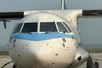 Máy bay không thể cất cánh vì...đàn ong "bao vây"