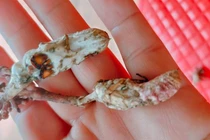 Nấm mọc từ ấu trùng ve sầu và loạt vụ ngộ độc vì...nhầm