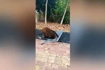 Cảnh sát Trung Quốc tiêu diệt lợn rừng phá phách gần trường học