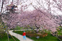 Cảnh sắc tuyệt đẹp hoa anh đào nở rộ ở “tâm dịch” Covid-19 Vũ Hán