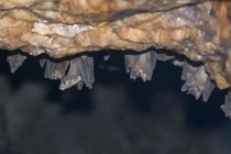 WHO họp khẩn sau khi 9 người tử vong do virus mới bùng phát