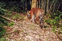 Chuyện về bức ảnh duy nhất chụp cá thể hổ rừng ở Việt Nam
