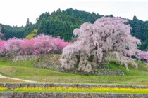 Cây hoa anh đào “nhỏ lệ” ở Nhật cuốn hút bởi sự thơ mộng 