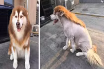 Nhờ bố trông hộ chó cưng, cô gái “khóc thét” khi thấy điều này