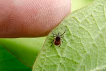 Căn bệnh có tới 15% dân số thế giới nhiễm