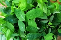 Rau ngót mua về làm kiểu này để từ 1-2 tuần vẫn tươi ngon