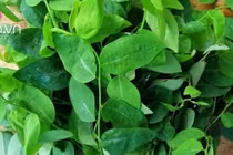 Rau ngót mua về làm kiểu này để từ 1-2 tuần vẫn tươi ngon