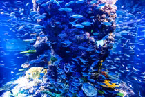 Thủy cung lớn nhất Đông Nam Á có gì hay? 