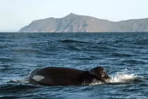 Cá voi sát thủ tung hoành ngoài khơi Nam Phi