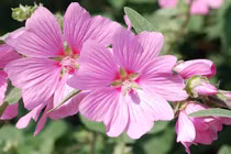 Vận may nở rộ, 3 con giáp có tài lộc vượng phát, sự nghiệp hanh thông