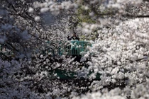 Mê đắm cảnh sắc hoa anh đào nở rộ khắp thế giới