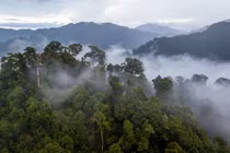 Mãn nhãn 'rừng mây' ảo diệu vùng nhiệt đới