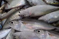 6 loại cá biển bà nội trợ thông minh thấy sẽ mua ngay