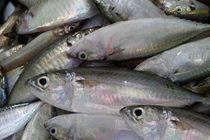 6 loại cá biển bà nội trợ thông minh thấy sẽ mua ngay