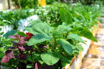 5 loại rau hay bị xem thường lại giúp trẻ lâu, ngừa ung thư 