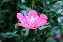 Đầu tháng 9/2021: 4 con giáp may mắn bất ngờ, giàu không báo trước 