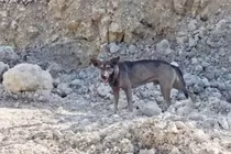 Chú chó thông minh "cứu mạng" bé sơ sinh bị bỏ rơi