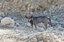 Chú chó thông minh "cứu mạng" bé sơ sinh bị bỏ rơi