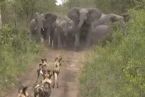 Bầy voi đẩy lùi pha tấn công của tổ đội săn mồi nguy hiểm