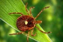 Phát hiện virus gây bệnh chết người đang lây lan nhanh