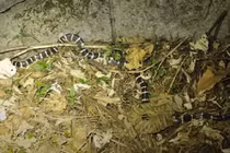 Video: Rắn san hô cực độc bỏ mạng vì gặp phải rắn mai gầm kịch độc