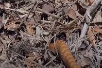 Video: Rắn độc ẩn nấp tấn công con mồi nhanh như chớp