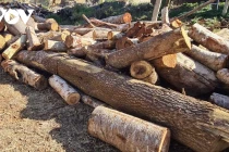 Cận cảnh vụ phá rừng quy mô lớn trên biên giới Đắk Nông