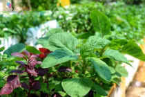 5 loại rau hay bị xem thường lại giúp trẻ lâu, ngừa ung thư