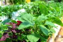 5 loại rau hay bị xem thường lại giúp trẻ lâu, ngừa ung thư