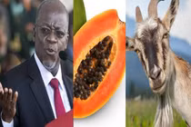 Khó tin đu đủ xét nghiệm dương tính với COVID-19